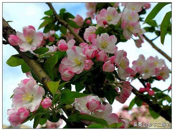 头条问答 海棠果树不嫁接会结果吗 怎么养护 10个回答