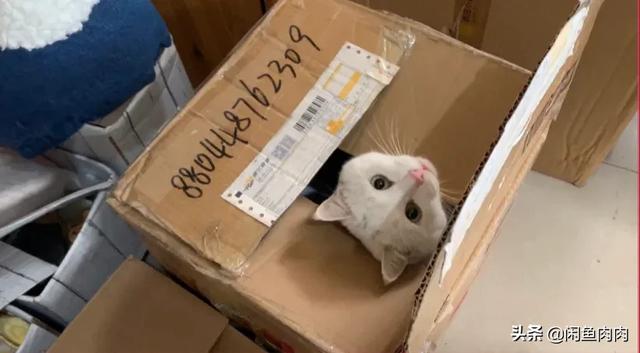 泉州布偶猫价位:月工资要多少才能养的起一只猫？