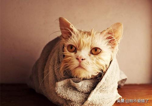 小猫一直打喷嚏但是很活泼:猫咪一直打喷嚏流眼泪怎么办？