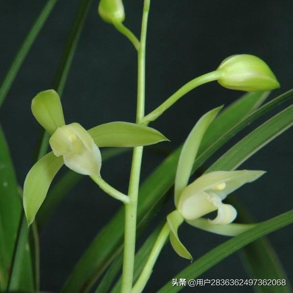 头条问答 - 翡翠兰黄叶子是什么原因?(5个回答)