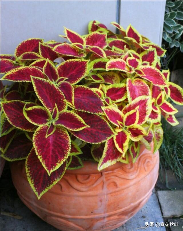 头条问答 彩叶草 叶片色彩鲜艳而丰富 盆栽要如何管理呢 春花秋叶的回答 0赞