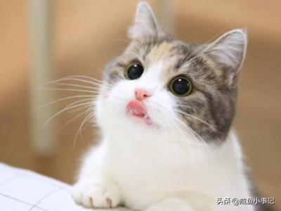 猫咪尿频:猫咪尿频吃什么药 猫咪会因为不开心尿频吗？猫咪尿频是什么原因？