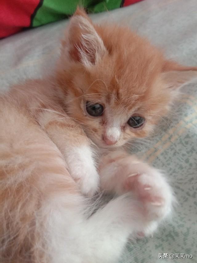 猫图片大全:养田园猫，你愿意花钱吗？