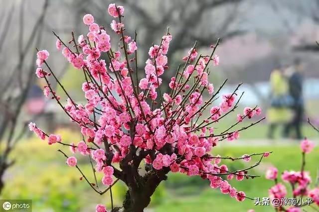 树锦鸡儿植株变黑:红梅盆景新枝条开始变黑，慢慢枯萎掉，是怎么回事？如何处理？