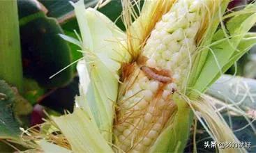 玉米地蚜虫怎么防治:玉米螟虫防治的最佳时机及方法？
