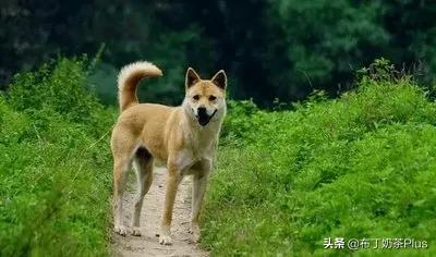 田园犬:纯种中华田园狗这么少，为什么不保护它们？