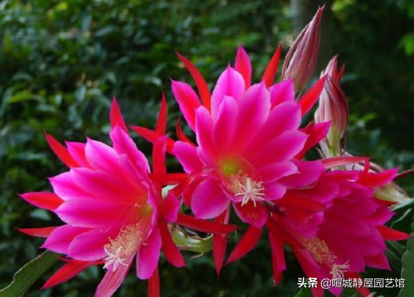 令箭荷花的冬季养护:家里养殖的令箭荷花好几年，就是不开花，这是什么原因导致的？