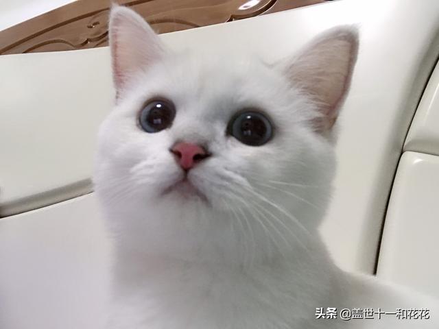 恶徒怀里的小猫咪:恶徒怀里的小猫咪包书网 新拿的小猫，不肯吃也不肯喝，怕人，拼命叫怎么办？