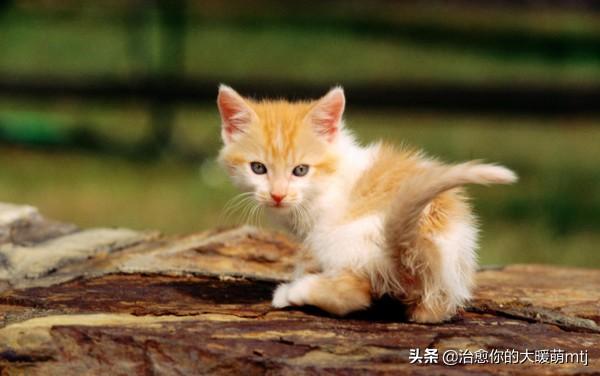 宠物猫品种大全和图片:世界上最美的猫长什么样？