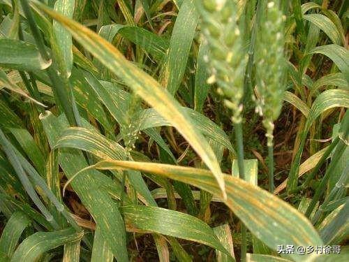小麦叶枯病的为害及防治措施