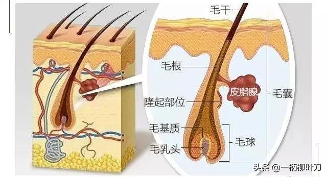 为何有的男人会长胸毛？