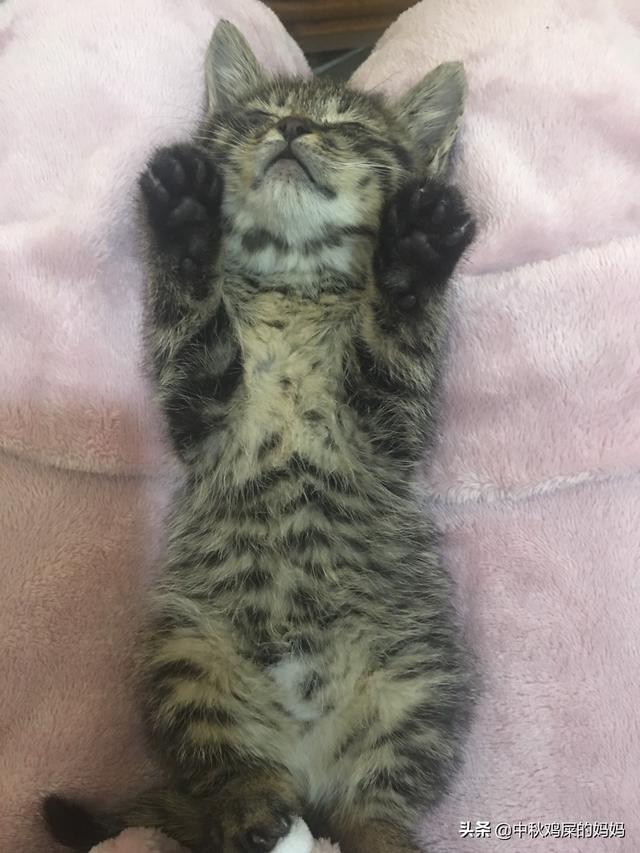 暹罗猫吧尿床上:猫总在床上撒尿怎么回事？