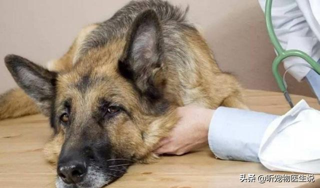 如何治疗仔犬低血糖症:犬低血糖症状怎么治疗 宠物狗得了低血糖有什么症状？