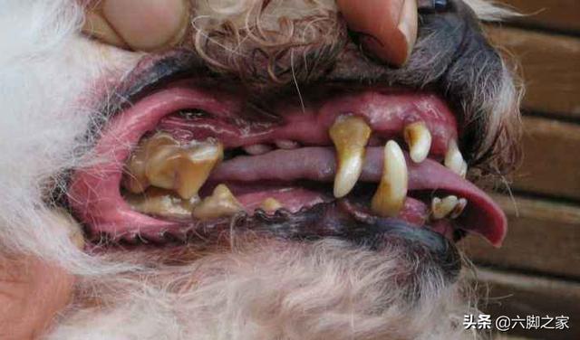 南京皇朝博美犬舍网址:有哪些错误的养狗方式，是很多宠主都容易犯的？