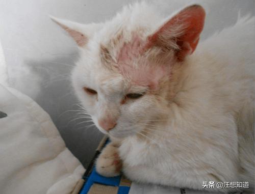 猫癣怎么治:幼猫猫癣严重能治好吗，猫癣怎么治好得快？ 猫癣怎么治好得快