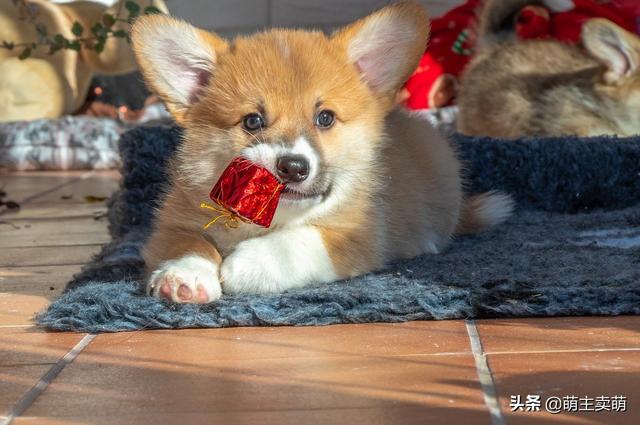 雪纳瑞幼犬狗粮排名:狗狗各个年龄段该喂什么狗粮？ 雪纳瑞幼犬吃多少狗粮