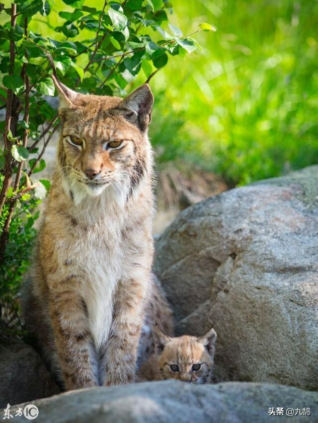 蓝湾牧羊犬打架视频:藏獒和猞猁进行殊死搏斗，猞猁可以坚持多久？为什么？ 蓝湾牧羊犬打斗厉害不