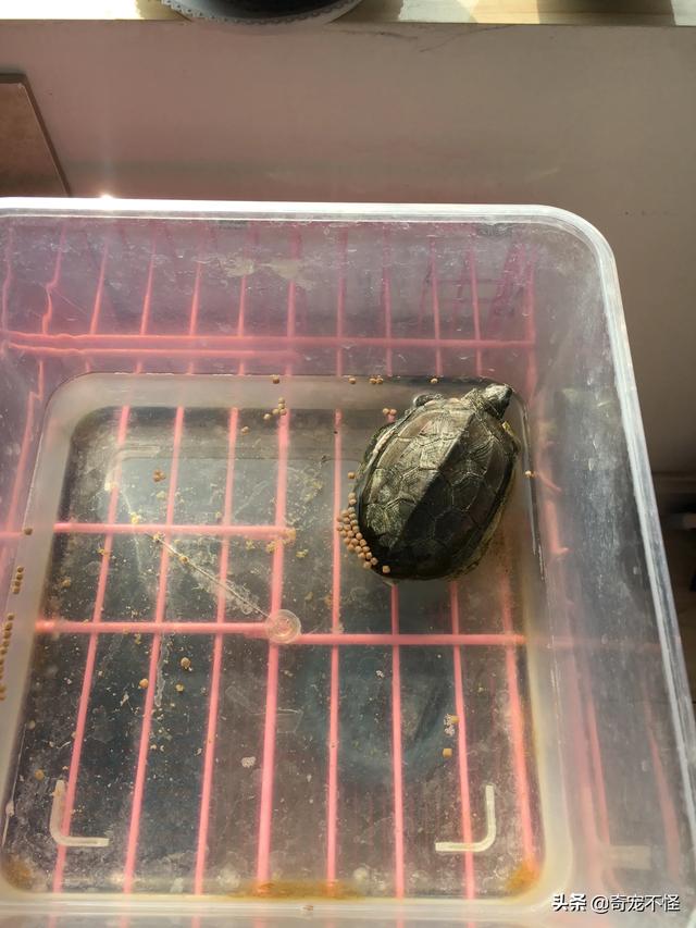 北方家养乌龟什么时候冬眠:家养小乌龟冬眠时间什么时候结束，什么时候开始喂食？ 北方家里有暖气怎么让乌龟冬眠
