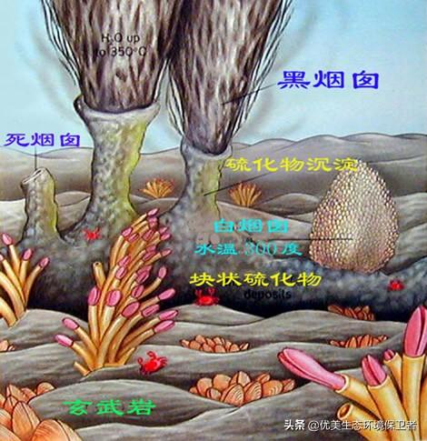 矛齿鲸骨架:喜欢“鲸落”这个词的人，都很温柔吗？