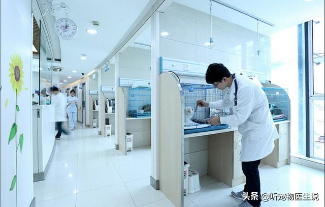 2020狗消化系统常见疾病:宠物医院哪种犬病比较常见？