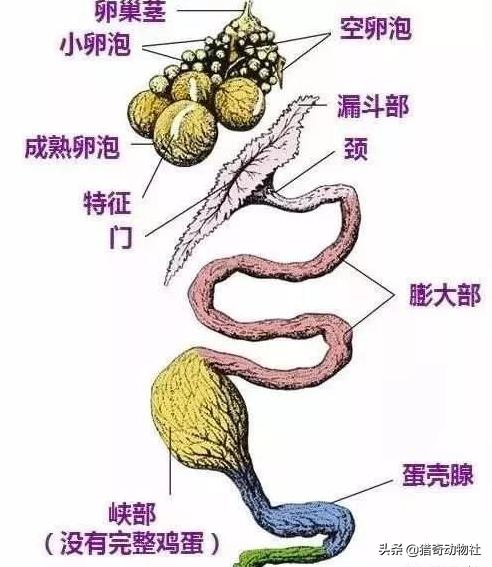 红颊蓝饰雀的蛋:鸟蛋为什么多是一头大一头小的椭球，为什么不是圆球或椭球？
