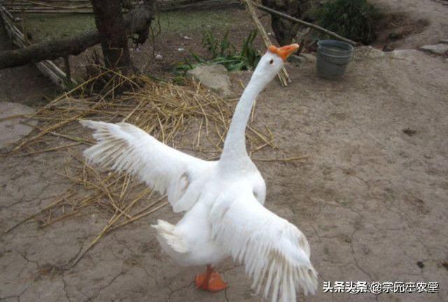 找到冰冷的毒蛇粘液:冰冷的毒蛇粘液 农村老家经常有蛇出没，要怎样防治？