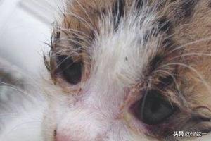 猫角膜炎症状图片:宠物猫眼睛发炎有白膜，猫眼睛睁不开怎么办？