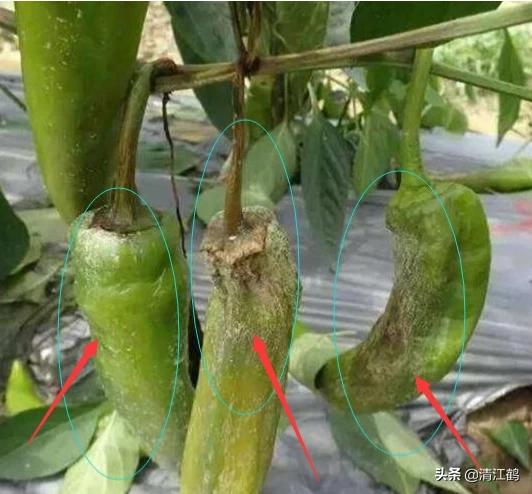 果实软腐病:引起果实软腐病的病菌 辣椒夏季大量烂果怎么回事？