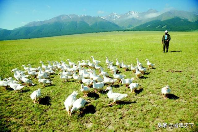 巴基斯坦沙猫现存数量:“抗蝗援巴”，把蝗虫消灭在巴基斯坦境内。这个可以吗？