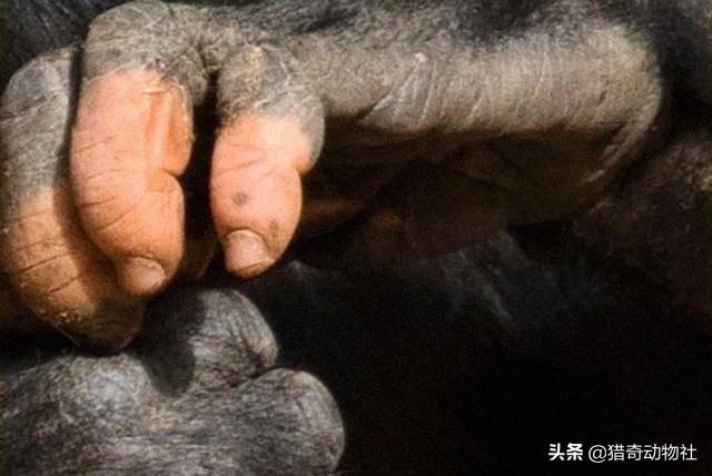 红毛猩猩的性格温顺吗:猩猩长出人类手指，是基因突变还是物种进化？