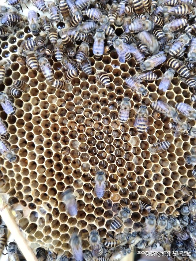 蜜蜂具有什么的能力 ，调节蜜蜂生长发育和蜂群生活的激素类型有哪些有什么重要作用