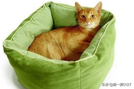 猫瘟:猫瘟怎么治，小猫得了猫瘟怎么办？