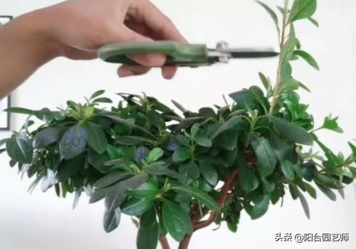 鹃形目嗉囊:我养的杜鹃为什么不开花？