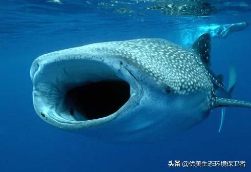 狗仔鲸吃什么饲料:鲸鲨是地球上最大的鱼，可为什么它只吃小鱼小虾？ 狗仔鲸喂什么饲料