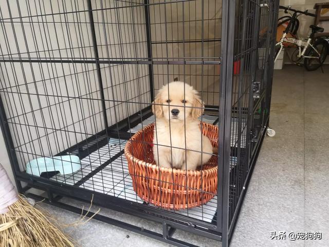 狗狗金毛犬怎么训练:金毛犬好训练吗？应该怎么去训练它？