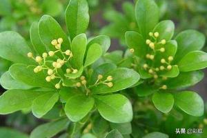 米兰花的养殖:米兰的养殖方法和注意事项是什么？