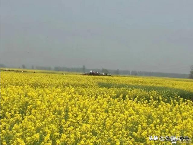 去哪里看油菜花(去哪里看油菜花最好)