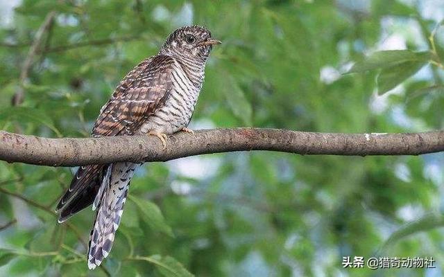 鹃形目嗉囊:每年收完麦子之后，布谷鸟就不在了，它们飞去了哪里？