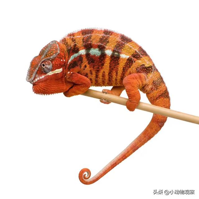 宠物变色龙用品:学生党可以偷偷养什么宠物？