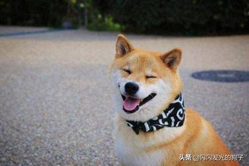 犬钩虫病口腔:狗狗得口腔溃疡怎样治疗？