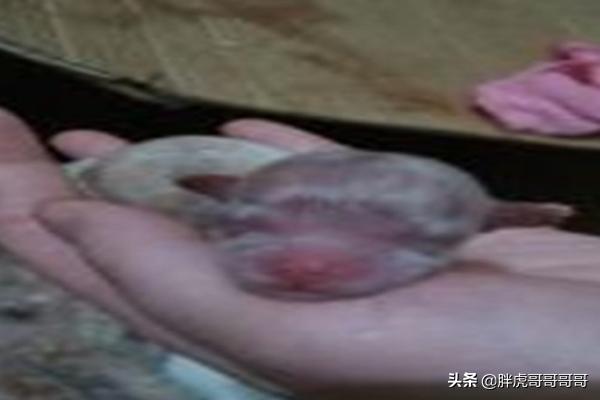 巴哥狗狗分娩视频:宠物狗生狗宝宝时主人应该做些什么？