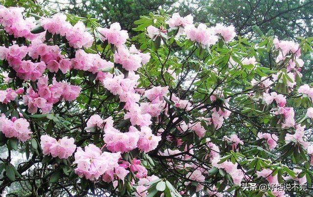 野生大熊猫误入水电站落水:求秦岭摩旅路线？有什么推荐的吗？