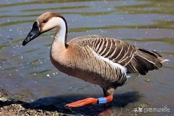 家里养的大鹅的祖先是什么动物:大雁与家鹅有生殖隔离吗？