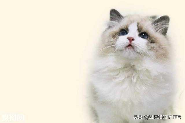 布偶:布偶猫价格 网友们，请问有谁养过布偶吗？真的很乖？好养吗？