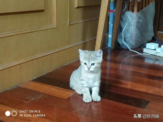 逃出可爱猫咪房间:小猫刚回新家一直躲着不出来怎么办？ 猫咪逃离密室