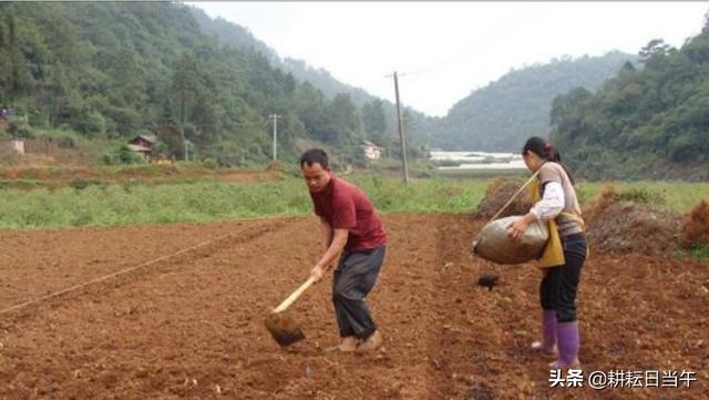 什么菜四季都可以种的，种蔬菜一年四季种什么有什么技术