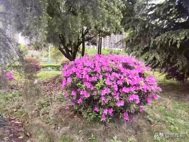 鸟虫鱼论坛的自频道:花卉如何浇水才能长得好？