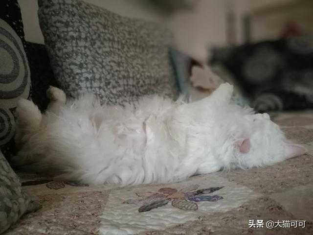 猫耳属性无修版小游戏攻略:猫耳洞是什么样子的，为什么叫猫耳洞？