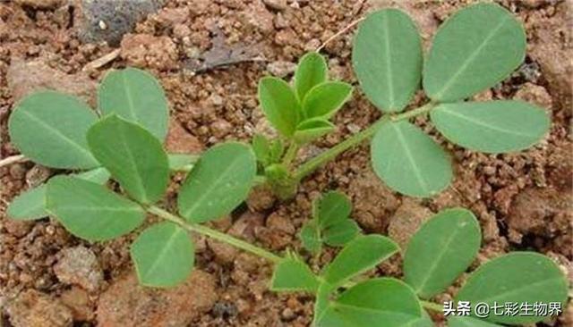 花生黑蚜虫怎么防治:花生蚜虫危害后，花生根部黑影响花生产量吗？