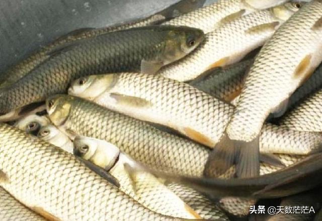 财神鱼生病了怎么办:鱼儿生病了怎么治疗？用什么药？